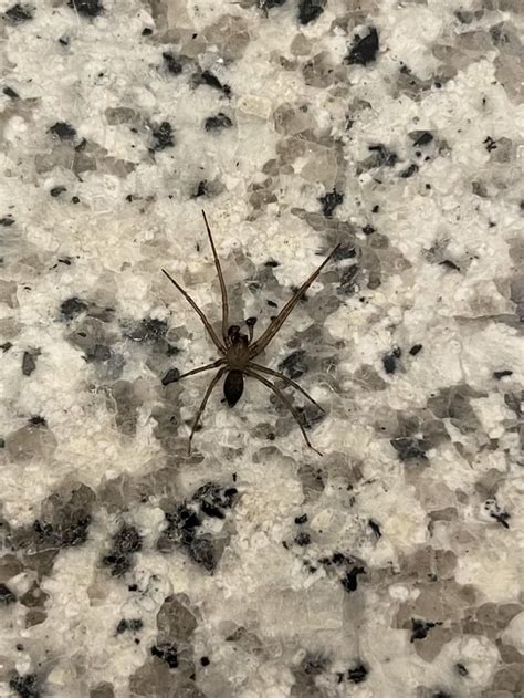 Brown Recluse? : r/whatisthisspider