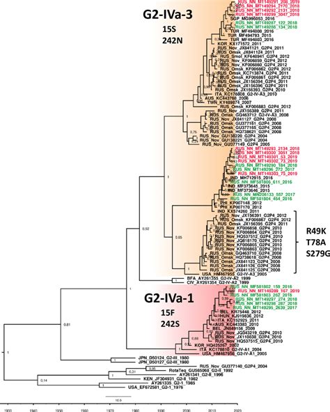 Phylogenetic Tree Based On Partial Nucleotide Sequences Of The Vp7 Gene