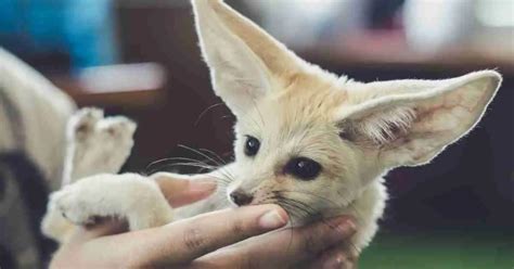 Fennec Fox Behavior - AnimalBehaviorCorner