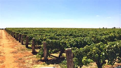 Table Grape Vines Mallee Robinvale Sunraysia Victoria Flickr