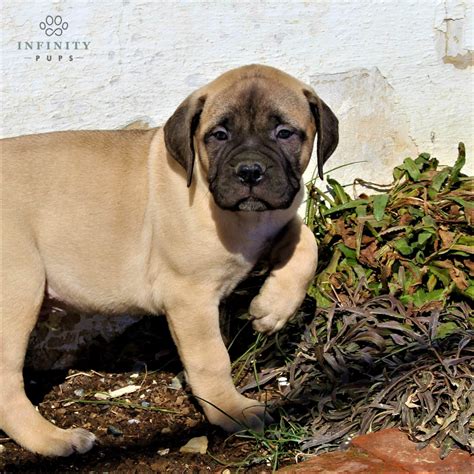 English Mastiff Puppies For Sale • Adopt Your Puppy Today • Infinity Pups