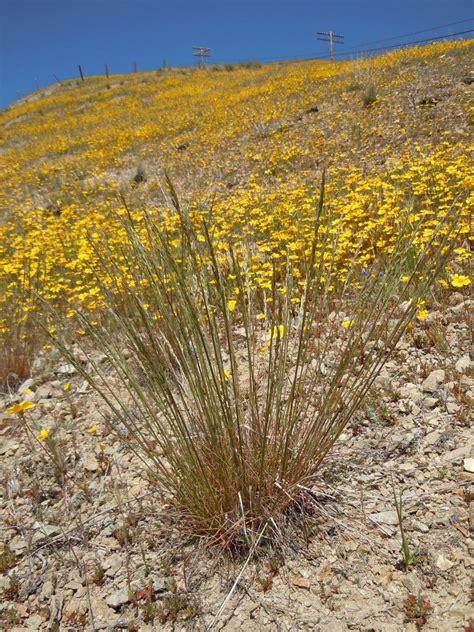 Pine Bluegrass Pose Octc Flora Guide · Inaturalist