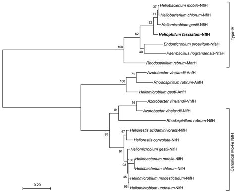 Microorganisms | Free Full-Text | Genomic Features of the Bundle ...