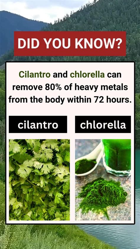 Cilantro And Chlorella Can Remove Of Heavy Metals From The Body