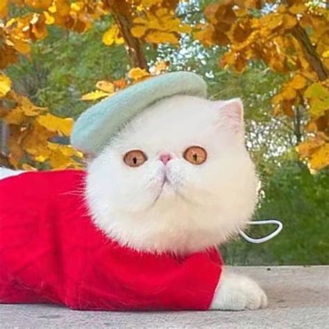 Badu.bg Ins Едноцветна шапка за домашни любимци Художник Вълнена шапка ...