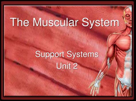 Ppt The Muscular System Powerpoint Presentation Free Download Id