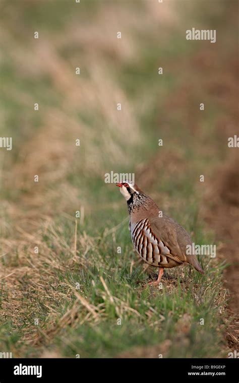 Red Legged Partridge Hi Res Stock Photography And Images Alamy