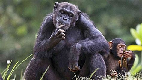 Animales Inteligentes Los 5 Animales Más Inteligentes Del Mundo