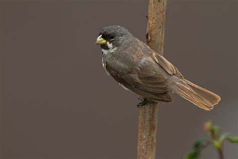 Foto Coleirinho Sporophila Caerulescens Por Frodoaldo Budke Wiki