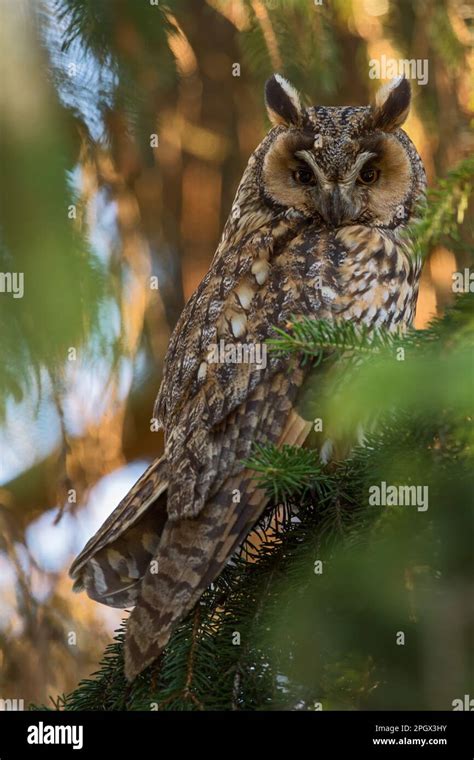 Nocturnal Long Eared Owl Asio Otus In Its Daytime Hiding Place