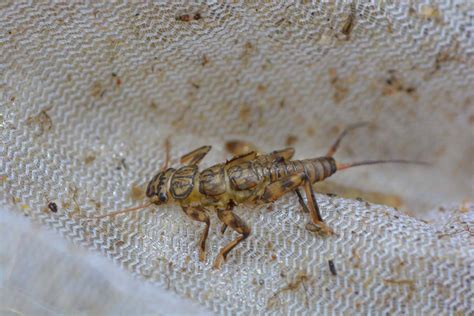 Golden-Stonefly-Nymph-02 – The Catch and The Hatch