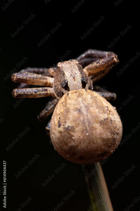 Crab Spider Xysticus Ulmi Close Up Of A Female Crab Spider Xysticus