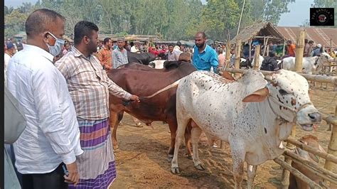 ৪ মার্চ২৪ খামার উপযোগী শাহীওয়াল জাতের ষাঁড় গরু নোয়াখালীর খামারী