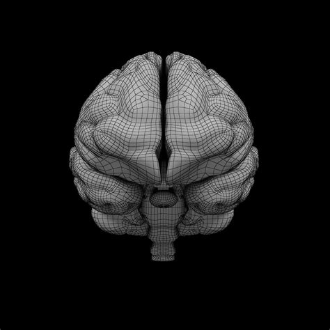 Human Brain - Anatomy 3D Model $29 - .max .wrl .obj .fbx .dxf .dwg ...