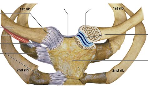 Sternoclavicular Joint Diagram Quizlet