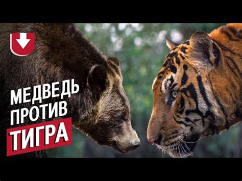 Загнанный медведь дал отпор тигру: впечатляющие кадры из Индии - YouTube