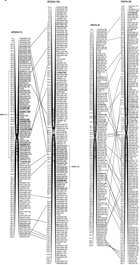 The Newly Updated Genetic Map For A7 D7 And A8 D8 Homoeologous Pairs