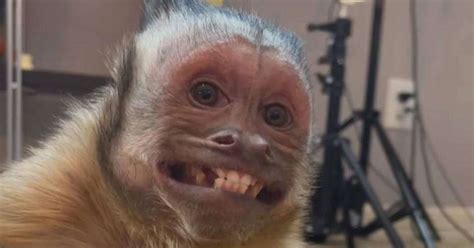 Macacos Aves E Até Répteis São Os Novos Reis Dos Memes Na Internet