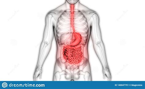 Anatom A Del Sistema Digestivo De Los Rganos Del Cuerpo Humano Stock