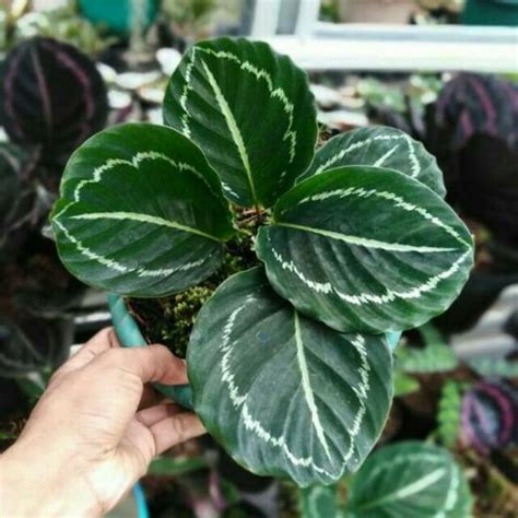 Tanaman Hias Calathea Roseopicta Green Lipstick Lazada Indonesia