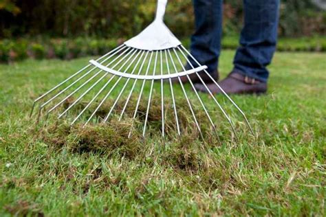 Best Moss Killer For Lawns In 2024 (UK Reviews) | Garden Yard