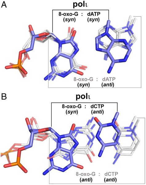 Comparison of 8 oxo G base pairs in polι and other DNA polymerases A