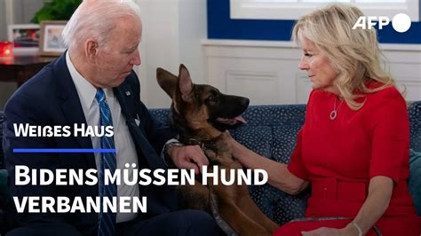 Nach Bei Vorf Llen Bidens Hund Muss Wei Es Haus Verlassen Afp Youtube