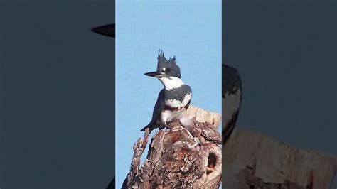 Belted Kingfisher Sound Video Short North American Nature Sounds Youtube