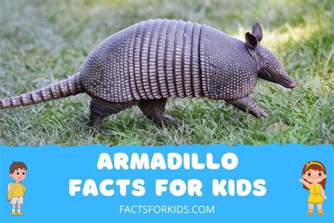 20 Armadillo Facts for Kids to Expand Your Knowledge – Facts For Kids