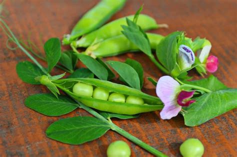 How To Grow Tasty And Sweet Peas In Your Vegetable Garden Gardening Mentor