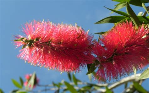 Karminroter Zylinderputzer Blüte rot Callistemon citrinus Galerie Album