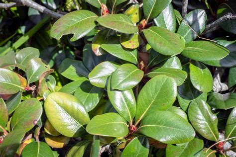 How to Grow and Care for Indian Hawthorn