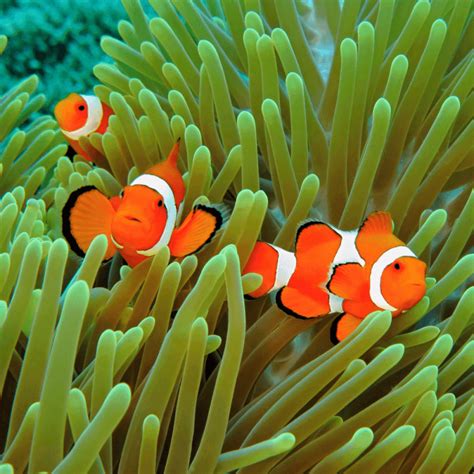 Amphiprion Ocellaris Poisson Clown Trois Bandes M Elevage Aquaplante