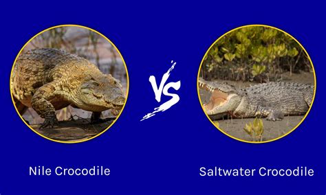 Nile Crocodile Vs Saltwater Crocodile