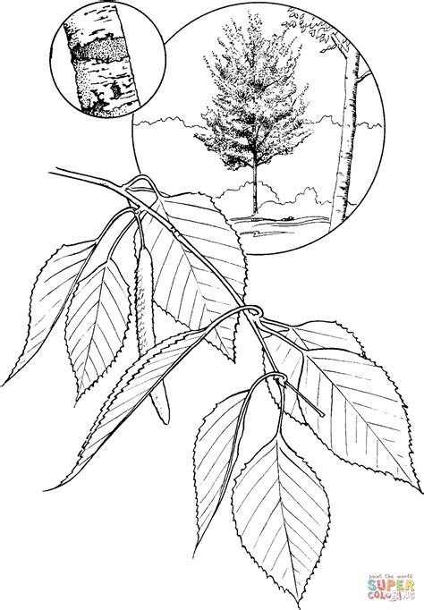 Birch Tree Leaf Template Sketch Coloring Page