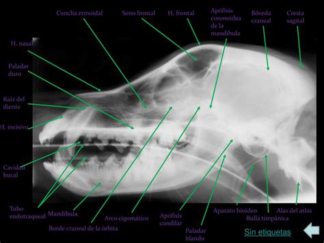 Ppt Radiolog A Del Perro Cabeza By Louise White Powerpoint