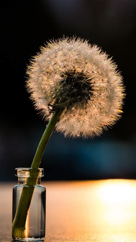 Dandelion Wallpaper For Iphone 11 Pro Max X 8 7 6 Free Download