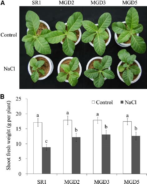 Effects Of Salt Stress On Plant Growth Of Wild Type Cv Sr1 And