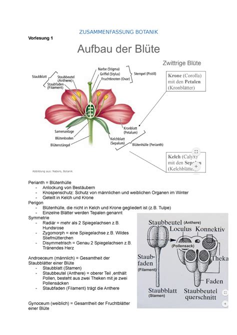 Zusammenfassung Botanik ZUSAMMENFASSUNG BOTANIK Vorlesung 1 Perianth
