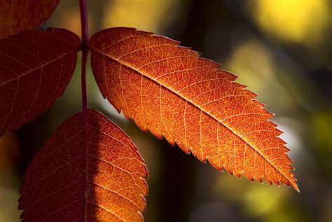 Fall Foliage Trees American Mountain Ash And White Ash