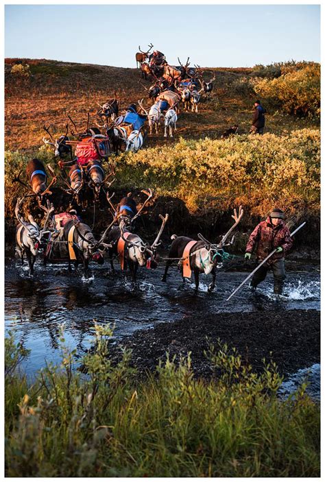 A photo-documentary story about the Komi people, who are reindeer ...