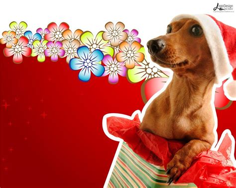 Dachshund Christmas Wallpapers Top Free Dachshund Christmas