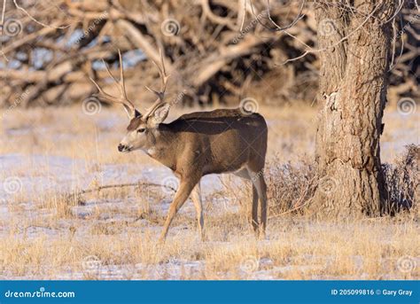 Mule Deer Buck Colorado Wildlife Wild Deer On The High Plains Of