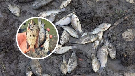 Sequ A Provoca Muerte De Miles De Peces En Presa De Tantoyuca La