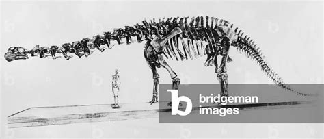 Image of Skeleton of a brontosaurus and human skeleton in the New