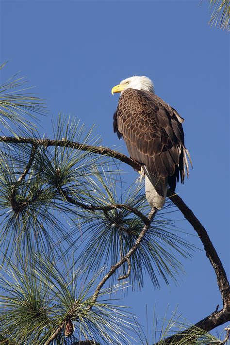 Bald Eagle Photograph By Sally Weigand Fine Art America