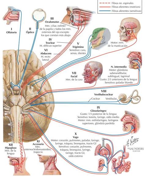 Nervios Craneales Anatom A M Dica Enfermer A Farmacolog A
