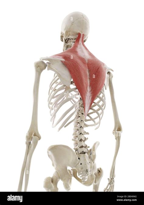 Trapezius Muscle Illustration Stock Photo Alamy