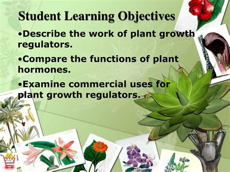 Ppt Horticulture Science Lesson Understanding Plant Growth