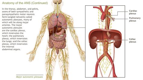 Understanding the Anatomy of the Nervous System-A.D.A.M. OnDemand